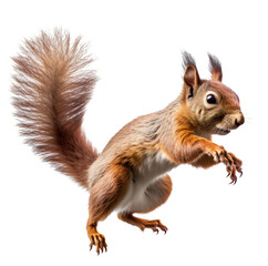 Squirel isolated on the transparent background PNG. AI generative. - obrazy, fototapety, plakaty