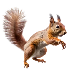Fotobehang Squirel isolated on the transparent background PNG. AI generative. © Monika