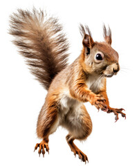 Squirel isolated on the transparent background PNG. AI generative.