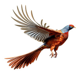 Plakat Flying Ringneck pheasant isolated on the transparent background PNG. AI generative.