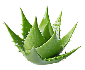 Aloe vera isolated on the transparent background PNG. AI generative.