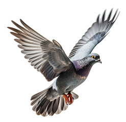 Pigeon isolated on the transparent background PNG. AI generative.