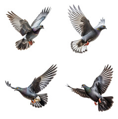 Set of Pigeon isolated on the transparent background PNG. AI generative.