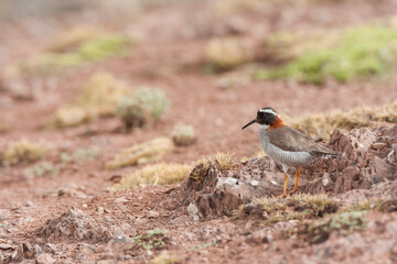 Fototapeta premium Diademed sandpiper-plover, Phegornis mitchellii