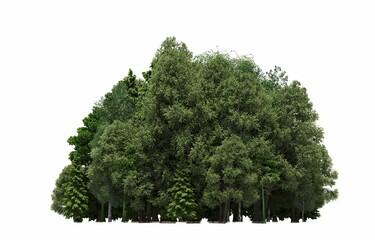 group of trees isolated on a white background, big trees in the forest, 3D illustration, cg render