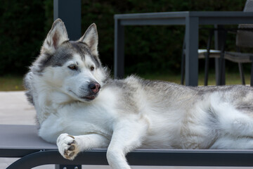 Husky sibérien allongé sur un transat au bord d'une piscine - 613862083