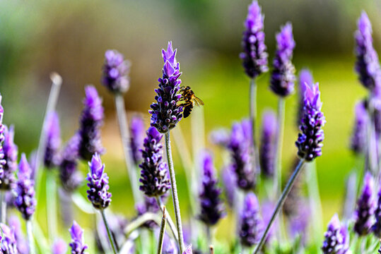 Bee pollinating on lavender flower with blurred background. selective focus