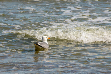 Fototapeta na wymiar Seevogel in der See - Möwe schwimmt am Strand der Ostsee auf Rügen