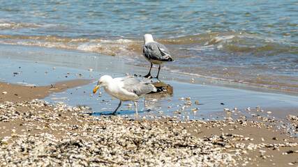 Seevögel an der See - Möwen suchen zwischen Steinen und Muscheln Futter am Strand der Ostsee auf Rügen