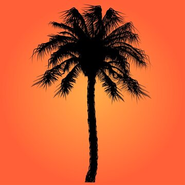 A Pam tree silhouette and warm sun background 