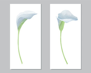 Vector watercolor diptych of two calla lilies - 613865058