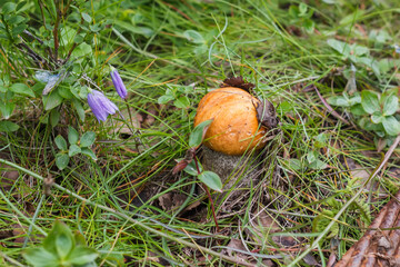 red-capped scaber stalk among the flowers of bluebells