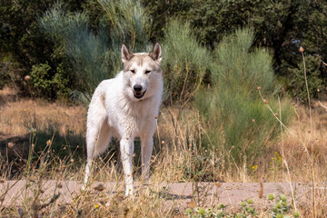 Naklejka na ściany i meble Arctic wolf, canis lupus arctos, aka Polar Wolf or White Wolf. Close-up portrait of this beautiful predator