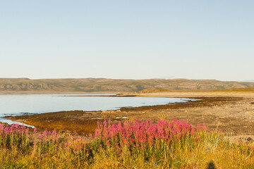 Evening coast of the Barents Sea