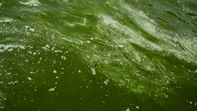 In Black Sea Blue-green algae blooms, water in Odessa has become freshwater and green color. Environmental disaster caused by explosion of Kakhovka Hydroelectric Power Plant dam, Ukraine
