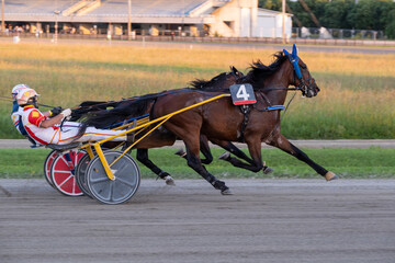 Racing horses trots and rider on a track of stadium. Competitions for trotting horse racing. Horses compete in harness racing. Horse runing at the track with rider.
