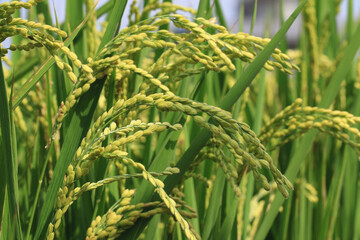 close-up of ears of Rice,beautiful view of golden Paddy Rice farmland  © qaz1235