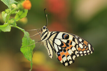 Lime Butterfly or Chequered Swallowtail Butterfly,a beautiful colorful butterfly resting on the green leaf in the garden 
