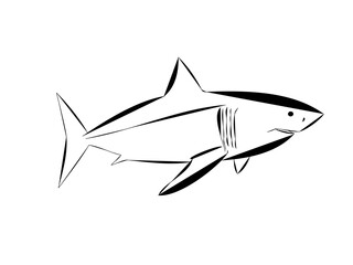 Outline of a Great White Shark