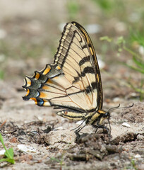 Fototapeta na wymiar Tiger Swallowtail Butterfly in Grassi Bog Conservation Area, Marion, Massachusetts