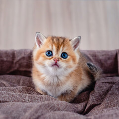 Obraz na płótnie Canvas British breed golden chinchilla kitten.