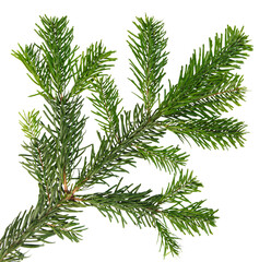 Branche de sapin de Noël Nordmann	