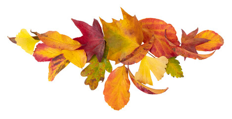Feuilles mortes en automne de différents arbres