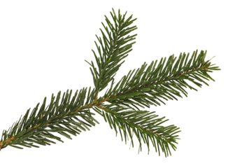 Branche de sapin de Noël Nordmann	