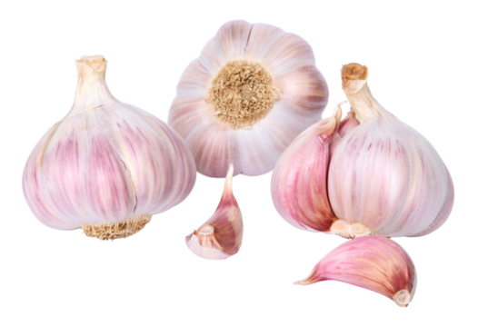 Têtes d'ail violet et blanc	