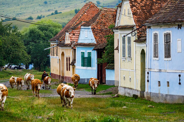 Cows in the village of Viscri in Romania - obrazy, fototapety, plakaty