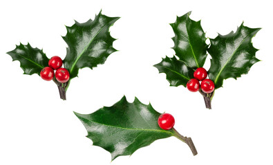Set of holly berries branch isolated on transparent background. Christmas holly branch for design. - 613874443