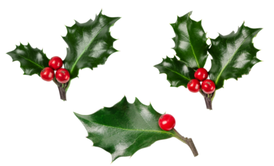 Set of holly berries branch isolated on transparent background. Christmas holly branch for design.