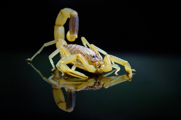 scorpion on a black background