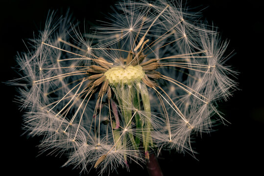 Artistic image of white dandelion on black background. Extremely close-up and details.