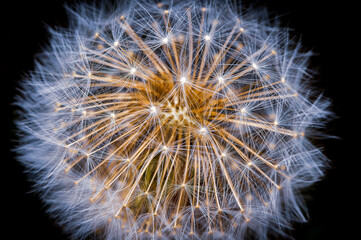 Artistic image of white dandelion on black background. Extremely close-up and details.