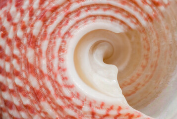 Close up of a sea snail shell