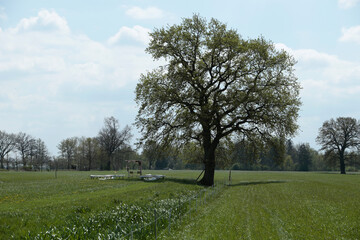 einzelner Baum auf einem Feld im Sommer