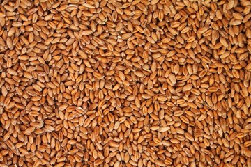 Whole golden wheat grain kernels background. Harvesting season concept. Textured design effect. Rural farm scene. Agricultural organic backdrop. Close up, top view
