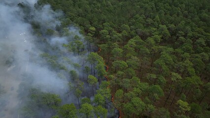 Preventing wildfire with controlled burn of forest landscape to promote sustainable natural environment for wildlife and plants and fight climate change as global temperatures warm