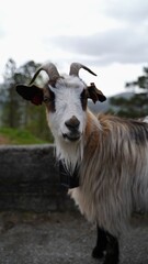 Naklejka na ściany i meble Brown Norwegian Goat
