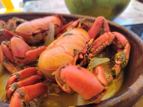 caranguejo crab