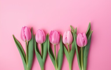 Pink tulips on pink background. AI, Generative AI 
