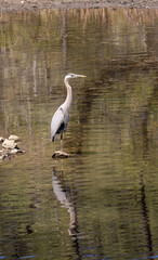 Great Blue Heron in a Lake in Arizona