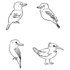 set of birds