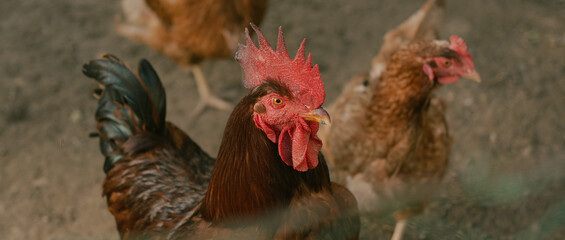 Rooster