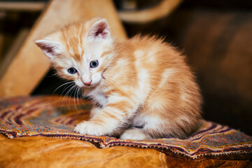 Portrait d'un adorable petit chat roux