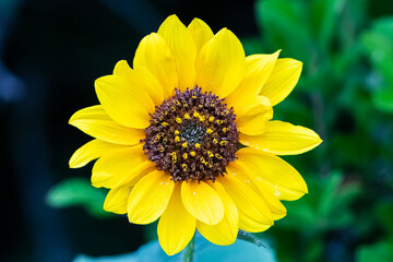 Obraz premium yellow flower