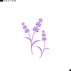 Lavender flower. Isolated flowers on white background