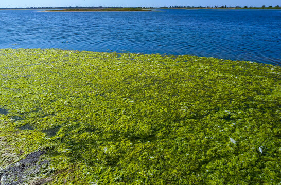 Clusters of green algae Ulva and Enteromorpha in a lake in the lower reaches of the Tiligul estuary, Ukraine