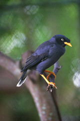 Acridotheres javanicus, The Javan myna, also known as the white vented myna, is a species of myna  and a member of the starling family.